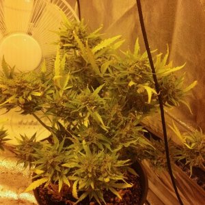 Road runner day 65 Berry Ryder 58