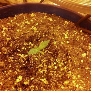 Road runner day 65 Berry Ryder 58