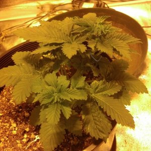 Road runner day 65 Berry Ryder 58