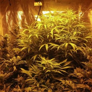 Grow Tent 2