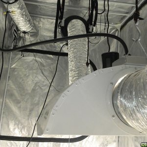 1000 watt mh 4x8x7 tent simple dwc