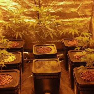 Grow Tent 1 - The Next Generation