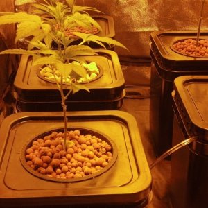 WW Clones - Ready for Flower