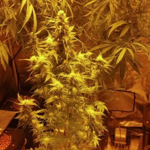 Unknown Indica - Last Defoliation