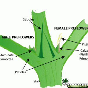 Male vs. Female