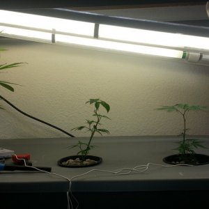 aeroponics