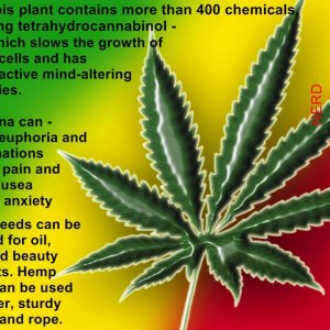 Cannabis Facts