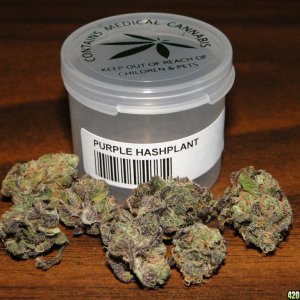 Purple_Hashplant