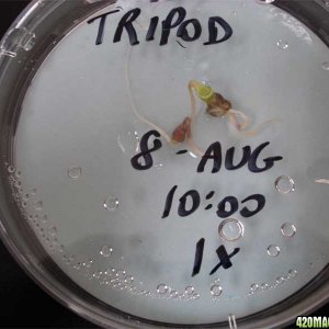 Tripod germination