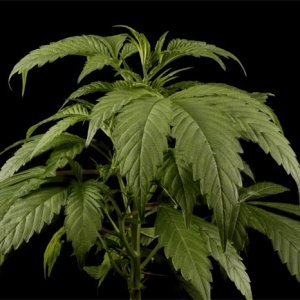 El Nino - Green House seed Co. - Vegetative growth