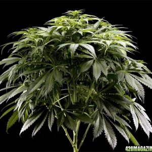 El Nino - Green House seed Co. - Vegetative growth