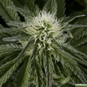 El Nino - Green House seed Co. - Flowering