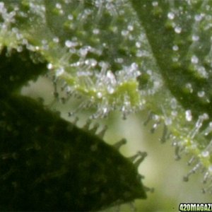 El Nino - Green House seed Co. -Resin