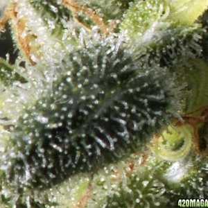 El Nino - Green House Seed Co. - Resin