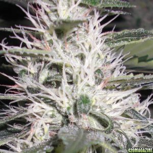 Chemdog - Green House seed Co.