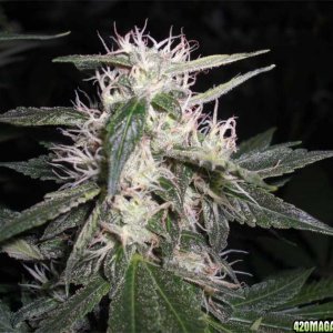 Chemdog - Green House seed Co.