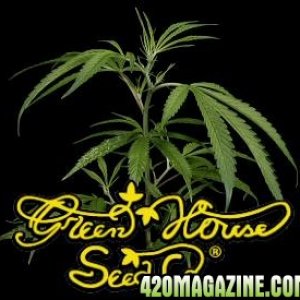 Super Silver Haze - Green House Seed Co.