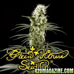 Super Silver Haze - Green House Seed Co.