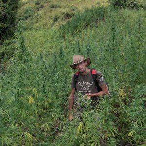 STRAIN HUNTERS - MALAWI - 2008