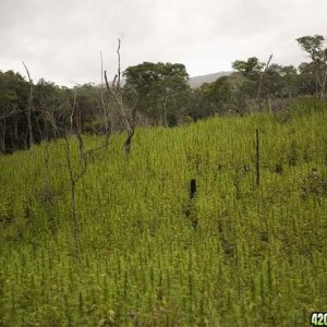 STRAIN HUNTERS - MALAWI - 2008