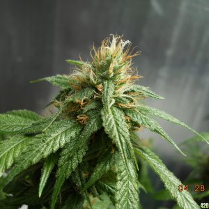 Blueberry Gum 4-28