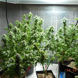 Flower Room - 39 days