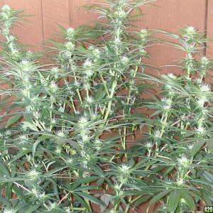 ?/Ice Day 14 flowering