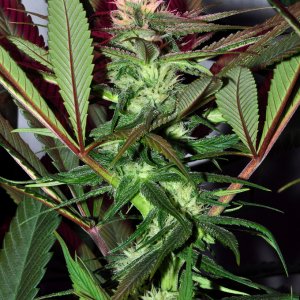 DSC_1534_bluedream