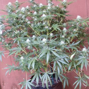 Unknown/Ice Day 22 Flower