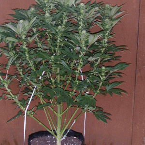 Cream caramel Day 22 Flower