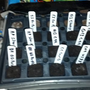 2nd Grow Journal Seed Starts