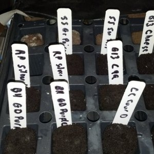 2nd Grow Journal Seed Starts