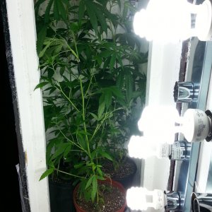 cfl indoor grow