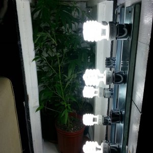 cfl indoor grow