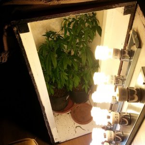 cfl indoor grow