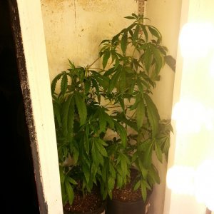 cfl indoor grow