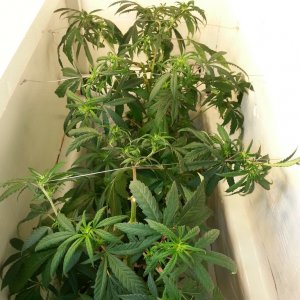 cfl indoor grow