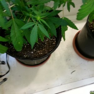 cfl indoor grow