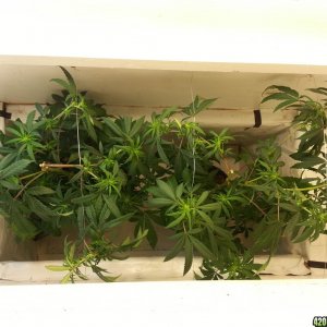 cfl indoor grow