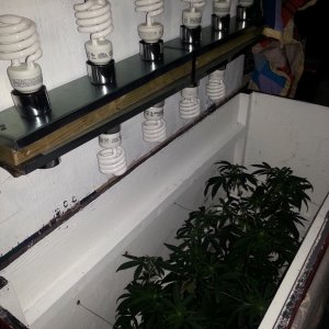 cfl indoor grow