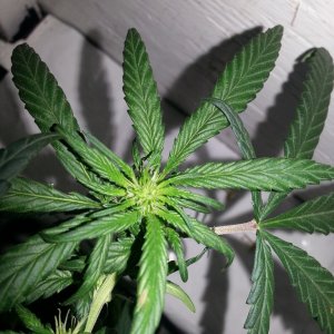 cfl indoor grow