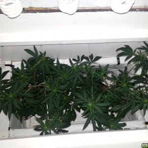 cfl indoor grow