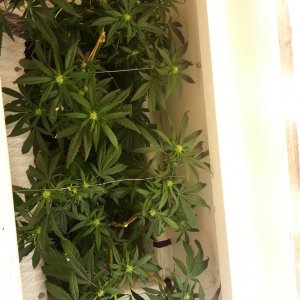 cfl indoor grow