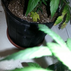 cfl indoor grow