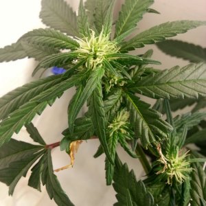 cfl indoor grow