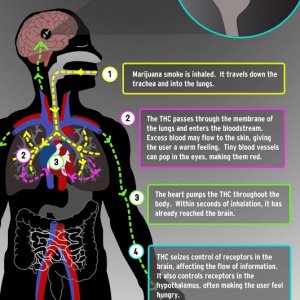 Cannabis Facts