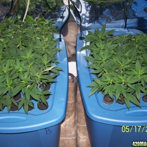 july13_clones