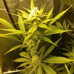 begin week 5 flower 60 days under the lights