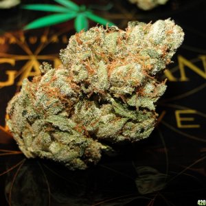 San_Fernando_Valley_O_G_Kush