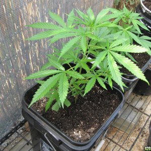 Outdoor Soil grow in Hawaii2013